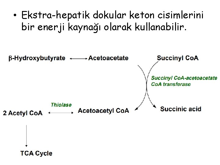  • Ekstra-hepatik dokular keton cisimlerini bir enerji kaynağı olarak kullanabilir. 