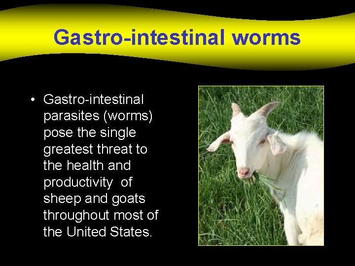 Gastro-intestinal worms • Gastro-intestinal parasites (worms) pose the single greatest threat to the health
