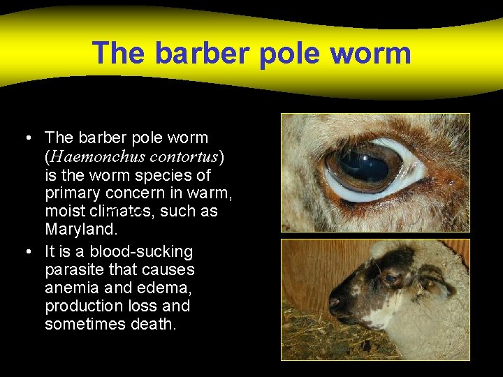 The barber pole worm • The barber pole worm (Haemonchus contortus) is the worm