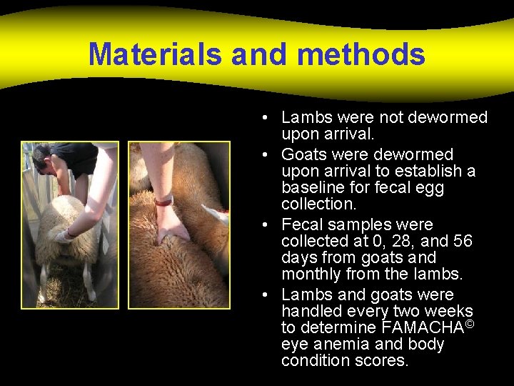 Materials and methods • Lambs were not dewormed upon arrival. • Goats were dewormed