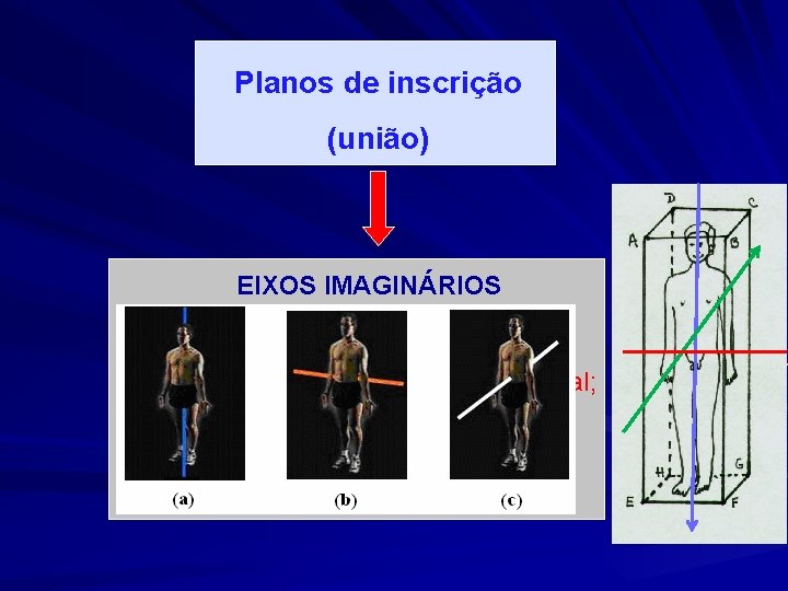 Planos de inscrição (união) EIXOS IMAGINÁRIOS -Longitudinal ou craniocaudal; - nteroposterior, dorsoventral ou sagital;