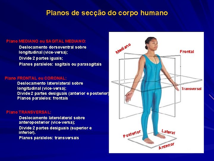 Planos de secção do corpo humano Plano MEDIANO ou SAGITAL MEDIANO: Deslocamento dorsoventral sobre