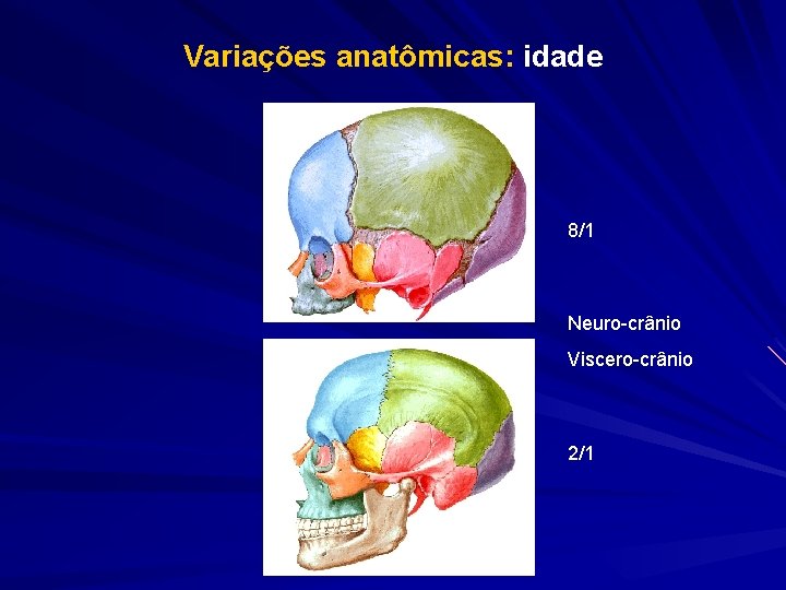 Variações anatômicas: idade 8/1 Neuro-crânio Viscero-crânio 2/1 