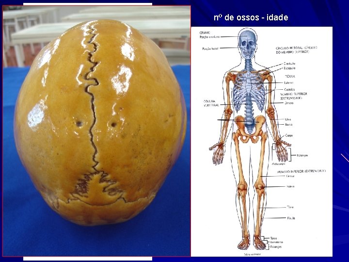 nº de ossos - idade 