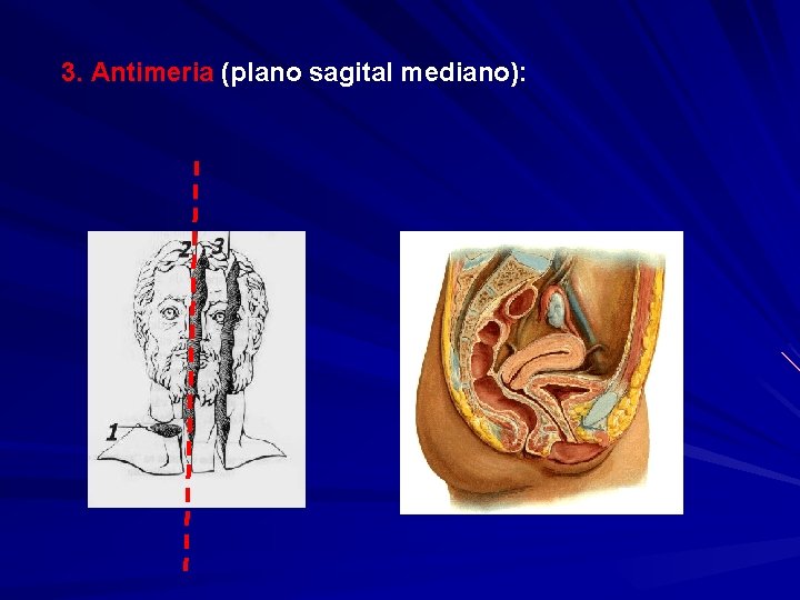 3. Antimeria (plano sagital mediano): 