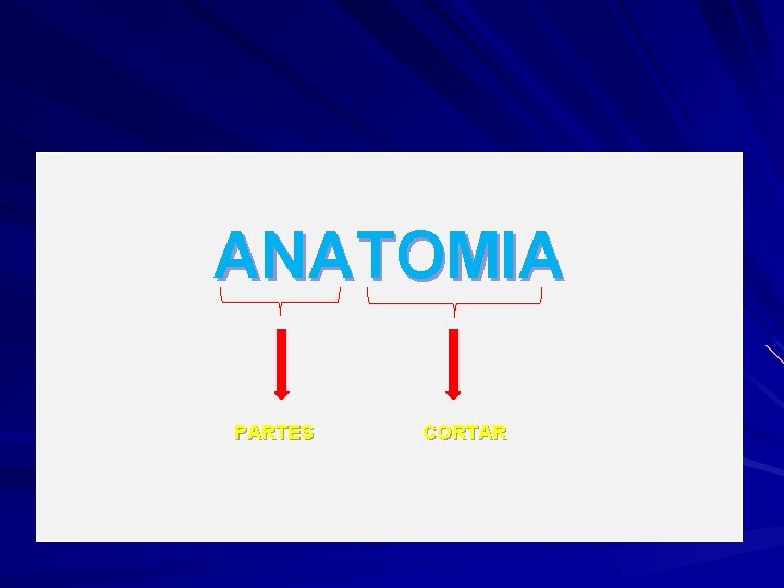 ANATOMIA PARTES CORTAR 