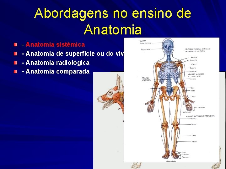 Abordagens no ensino de Anatomia - Anatomia sistêmica - Anatomia de superfície ou do