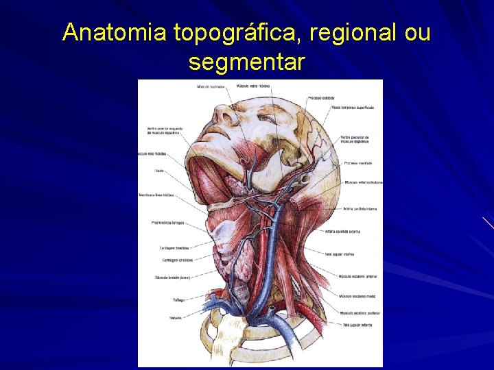 Anatomia topográfica, regional ou segmentar 