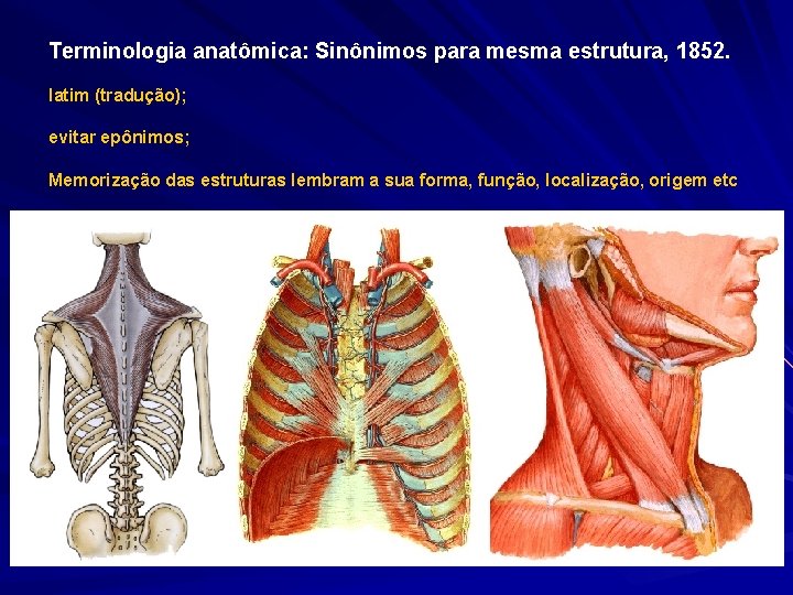 Terminologia anatômica: Sinônimos para mesma estrutura, 1852. latim (tradução); evitar epônimos; Memorização das estruturas