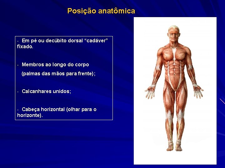 Posição anatômica - Em pé ou decúbito dorsal “cadáver” fixado. - Membros ao longo