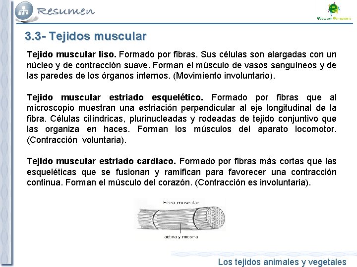 3. 3 - Tejidos muscular Tejido muscular liso. Formado por fibras. Sus células son
