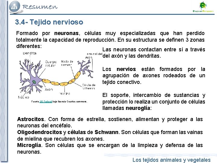 3. 4 - Tejido nervioso Formado por neuronas, células muy especializadas que han perdido