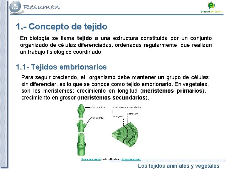 1. - Concepto de tejido En biología se llama tejido a una estructura constituida