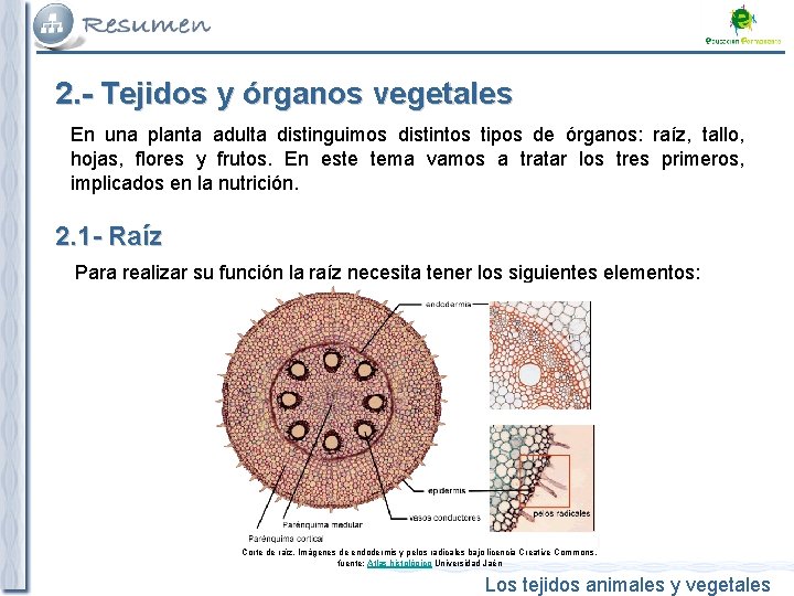 2. - Tejidos y órganos vegetales En una planta adulta distinguimos distintos tipos de