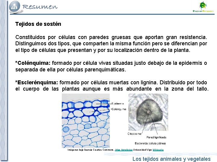 Tejidos de sostén Constituidos por células con paredes gruesas que aportan gran resistencia. Distinguimos