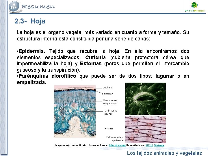 2. 3 - Hoja La hoja es el órgano vegetal más variado en cuanto