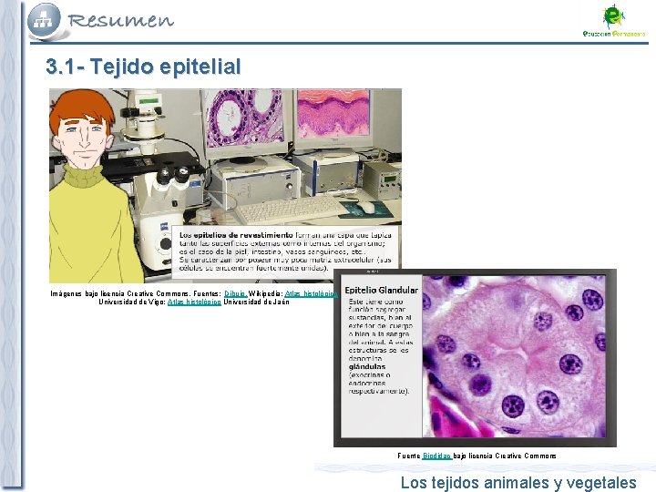 3. 1 - Tejido epitelial Imágenes bajo licencia Creative Commons. Fuentes: Dibujo, Wikipedia; Atlas