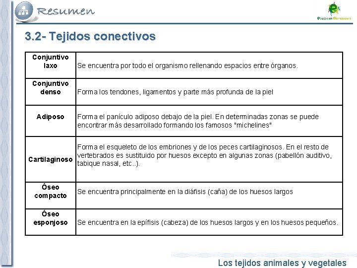 3. 2 - Tejidos conectivos Conjuntivo laxo Se encuentra por todo el organismo rellenando