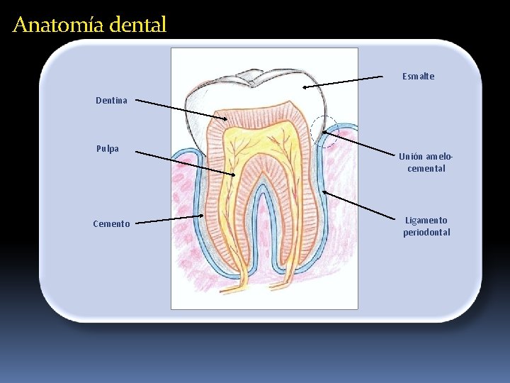 Anatomía dental Esmalte Dentina Pulpa Cemento Unión amelocemental Ligamento periodontal Anatomía dental Esmalte Dentina Pulpa Cemento Unión amelocemental Ligamento periodontal