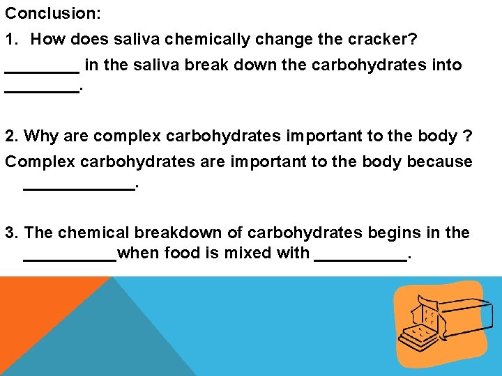 Conclusion: 1. How does saliva chemically change the cracker? ____ in the saliva break