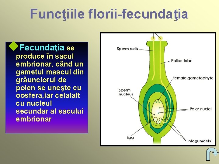 Funcţiile florii-fecundaţia u. Fecundaţia se produce în sacul embrionar, când un gametul mascul din