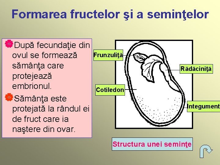 Formarea fructelor şi a seminţelor |După fecundaţie din ovul se formează sămânţa care protejează
