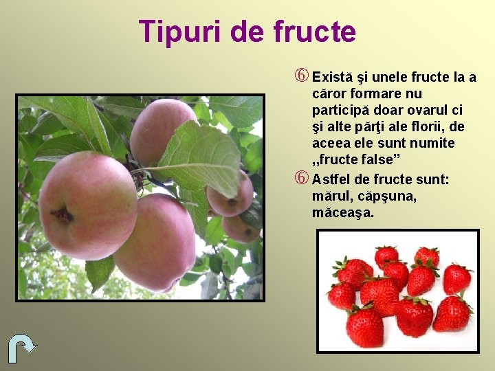 Tipuri de fructe Există şi unele fructe la a căror formare nu participă doar