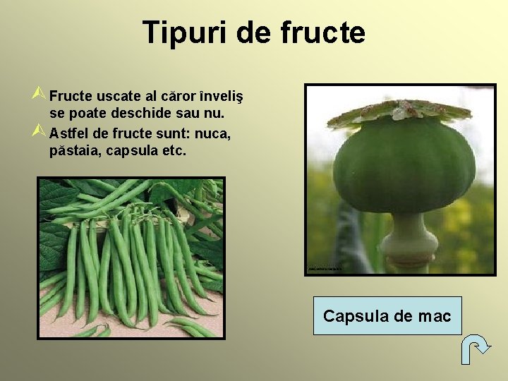 Tipuri de fructe Ù Fructe uscate al căror înveliş se poate deschide sau nu.