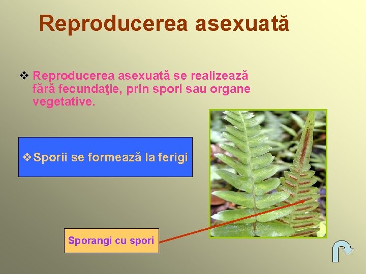 Reproducerea asexuată v Reproducerea asexuată se realizează fără fecundaţie, prin spori sau organe vegetative.