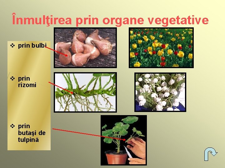 Înmulţirea prin organe vegetative v prin bulbi v prin rizomi v prin butaşi de