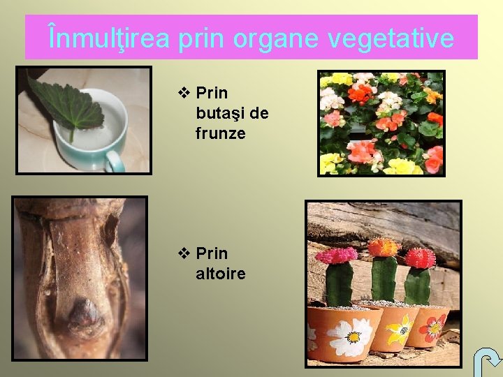 Înmulţirea prin organe vegetative v Prin butaşi de frunze v Prin altoire 