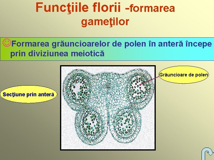 Funcţiile florii -formarea gameţilor JFormarea grăuncioarelor de polen în anteră începe prin diviziunea meiotică