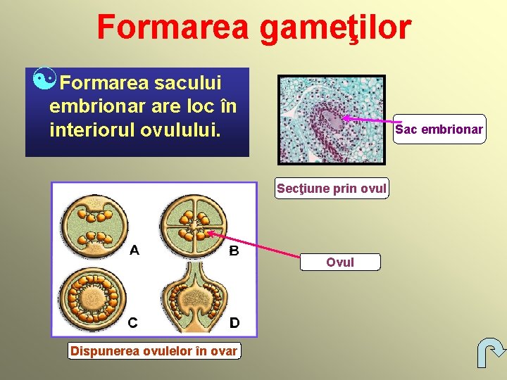 Formarea gameţilor [Formarea sacului embrionar are loc în interiorul ovulului. Sac embrionar Secţiune prin