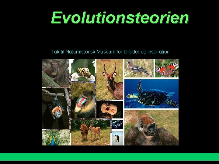 Evolutionsteorien Tak til Naturhistorisk Museum for billeder og inspiration 