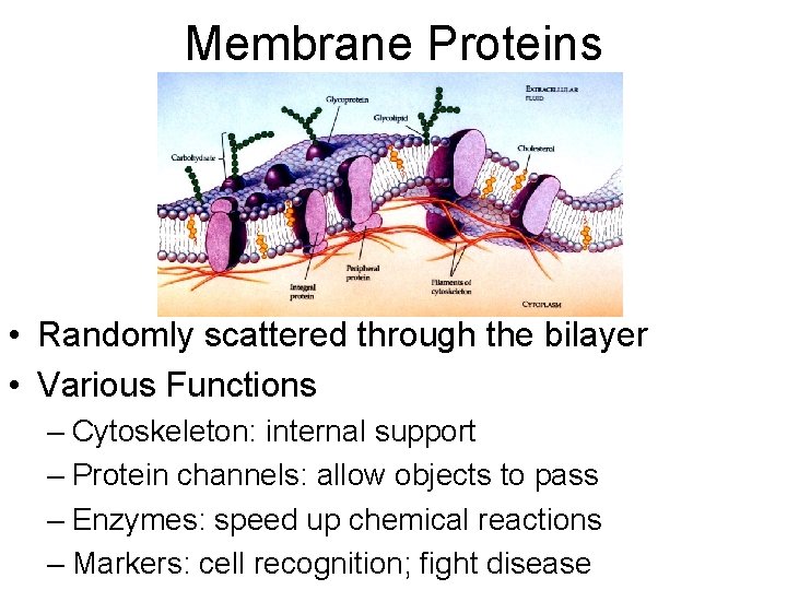 Membrane Proteins • Randomly scattered through the bilayer • Various Functions – Cytoskeleton: internal