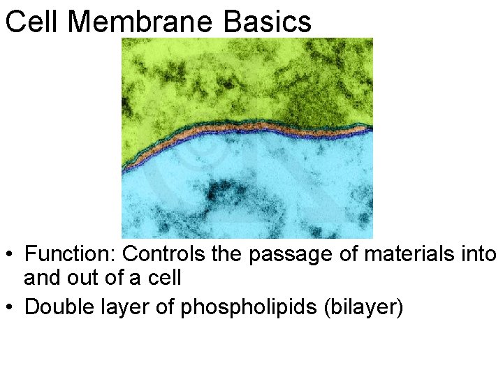 Cell Membrane Basics • Function: Controls the passage of materials into and out of