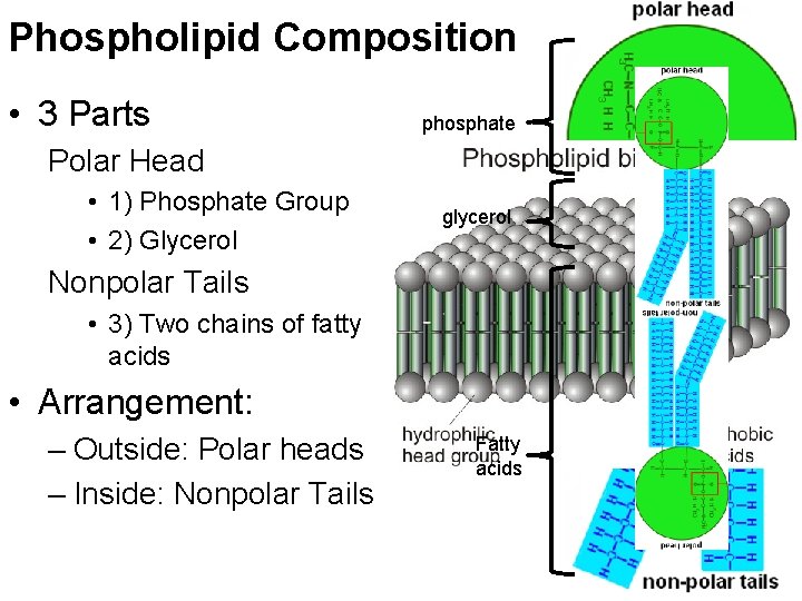 Phospholipid Composition • 3 Parts phosphate Polar Head • 1) Phosphate Group • 2)