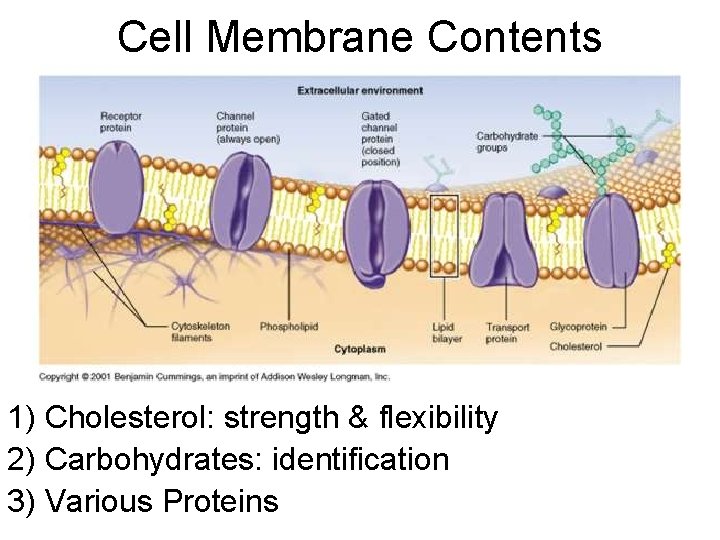 Cell Membrane Contents 1) Cholesterol: strength & flexibility 2) Carbohydrates: identification 3) Various Proteins