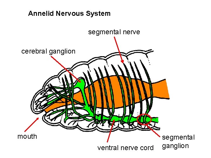 Annelid Nervous System segmental nerve cerebral ganglion mouth ventral nerve cord segmental ganglion 
