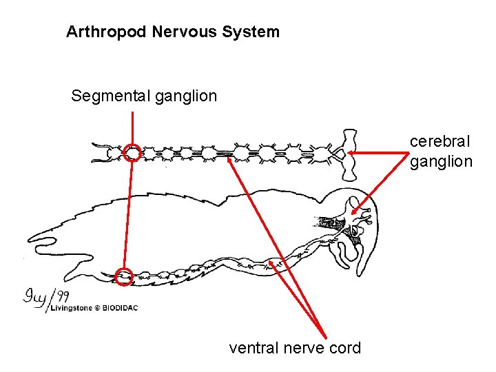 Arthropod Nervous System Segmental ganglion cerebral ganglion ventral nerve cord 