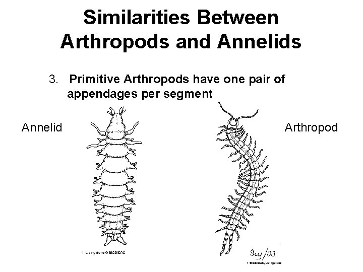 Similarities Between Arthropods and Annelids 3. Primitive Arthropods have one pair of appendages per