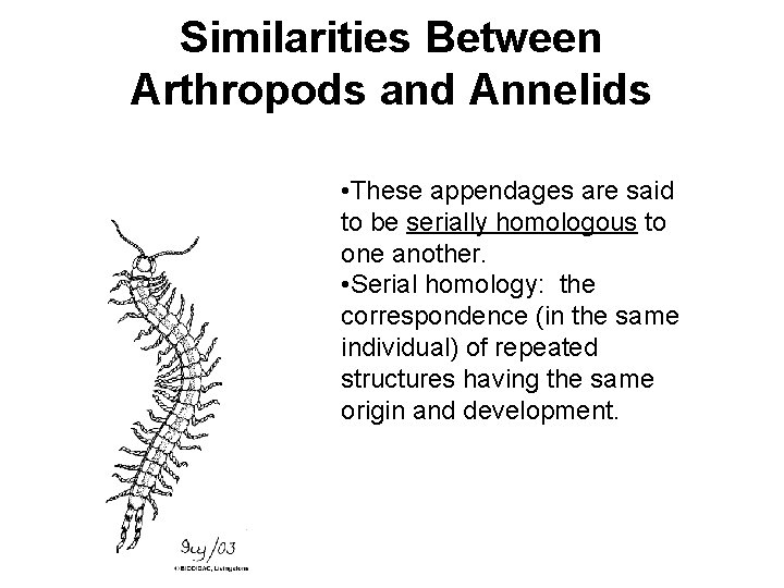Similarities Between Arthropods and Annelids • These appendages are said to be serially homologous