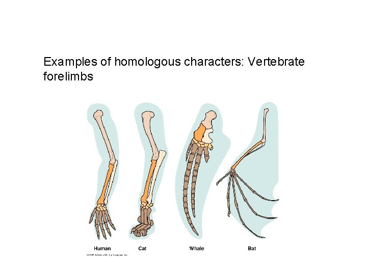 Examples of homologous characters: Vertebrate forelimbs 