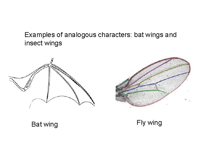 Examples of analogous characters: bat wings and insect wings Bat wing Fly wing 