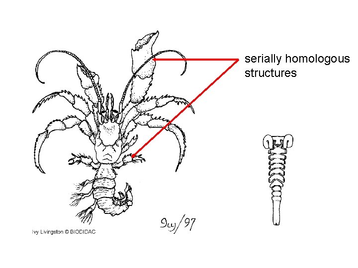 serially homologous structures 