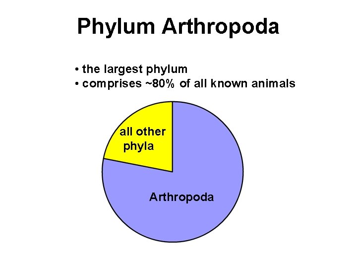 Phylum Arthropoda • the largest phylum • comprises ~80% of all known animals all