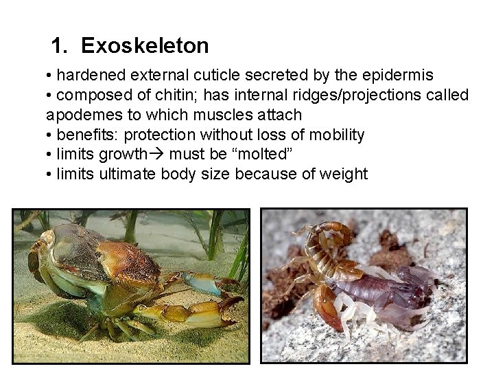 1. Exoskeleton • hardened external cuticle secreted by the epidermis • composed of chitin;