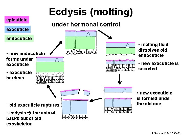 Ecdysis (molting) epicuticle exocuticle under hormonal control endocuticle • new endocuticle forms under exocuticle