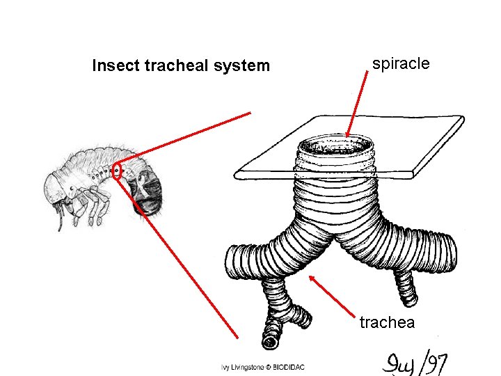 Insect tracheal system spiracle trachea 