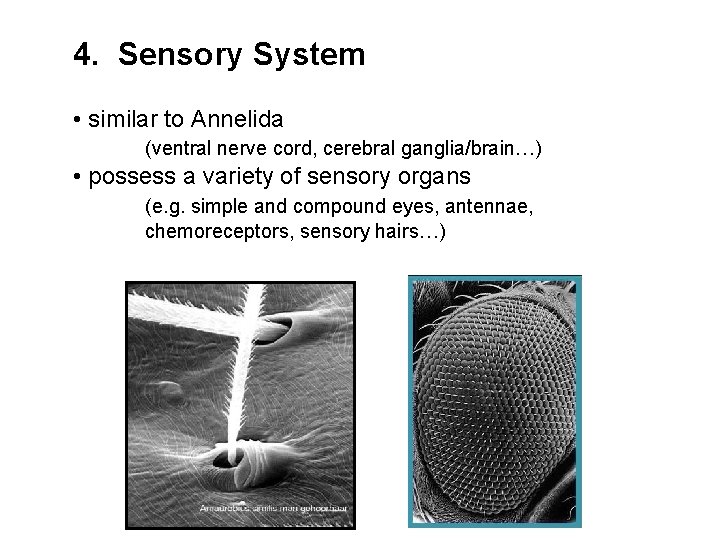 4. Sensory System • similar to Annelida (ventral nerve cord, cerebral ganglia/brain…) • possess